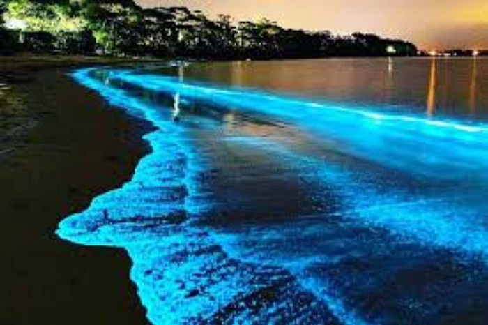 Bioluminescence