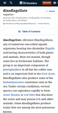 DINOFLAGELLATE