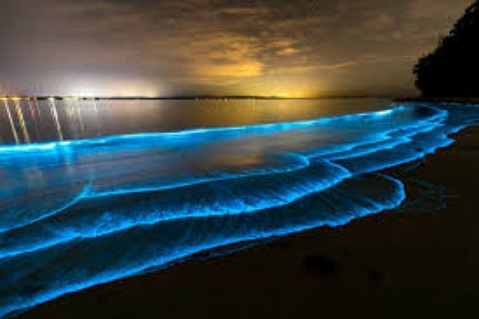 Bioluminescence