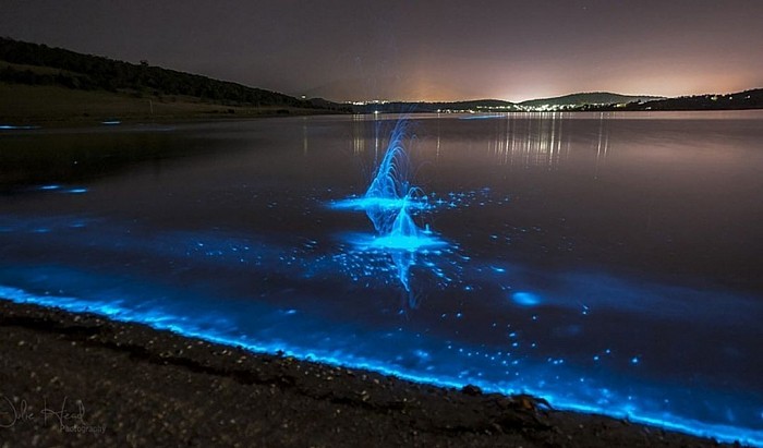 Bioluminescence