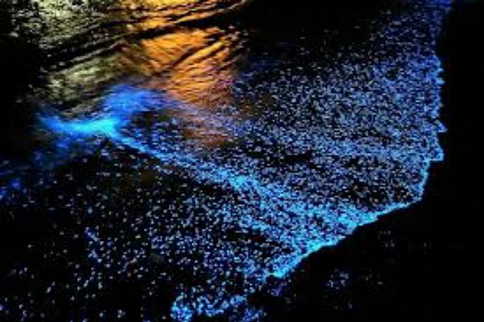 BIOLUMINESCENCE