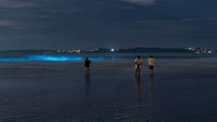 Bioluminescence