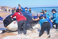 Whales beached