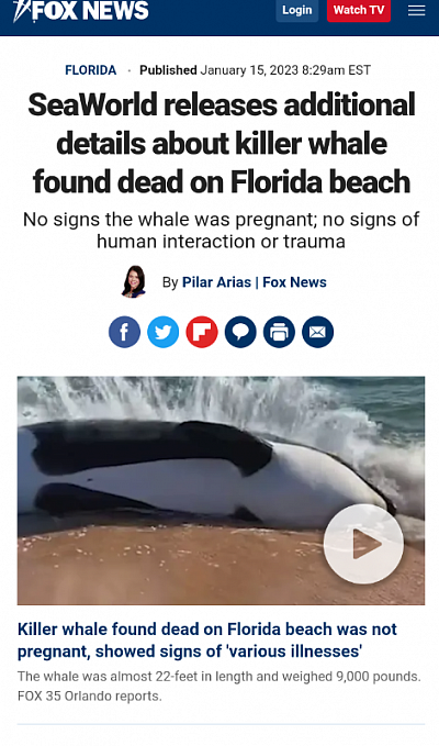 Dead whales Florida