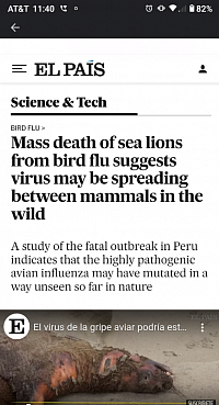 Sea lions die of bird flu?