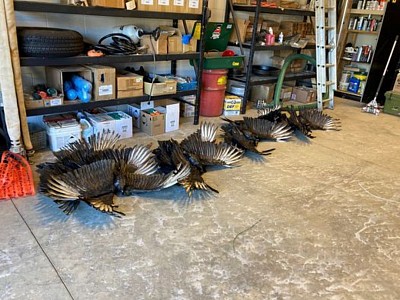 NC dead vultures