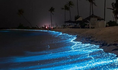 BIOLUMINESCENCE