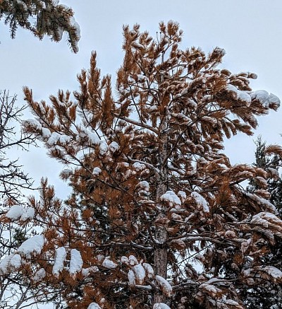 Brown EVERGREENS