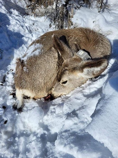 Deer starve in Utah and Wyoming