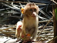 Palm plantations sick baby monkeys