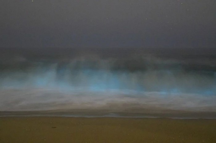 BIOLUMINESCENCE