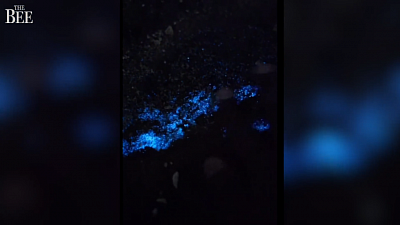 San Diego bioluminescence